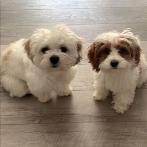 Meet your Posher, Amber